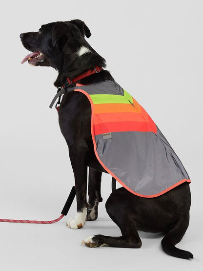 Go Fluo - Luna Dog - Dutch Cargo (AU) - GoFluo Accessories - Accessories - Go Fluo - Luna Dog